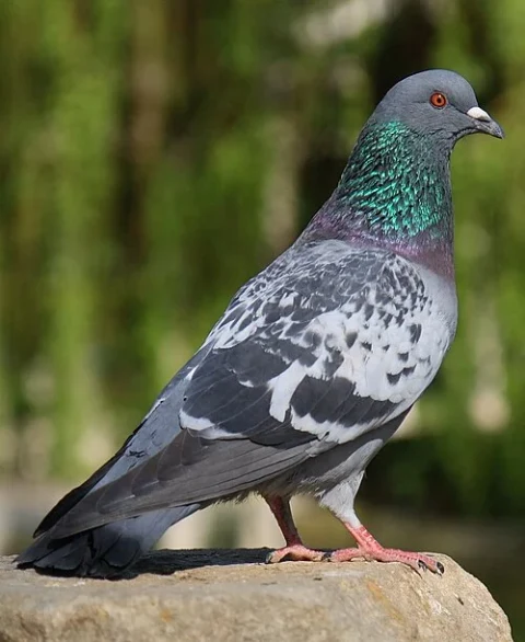 Paloma