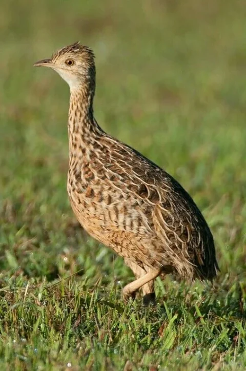 Perdiz