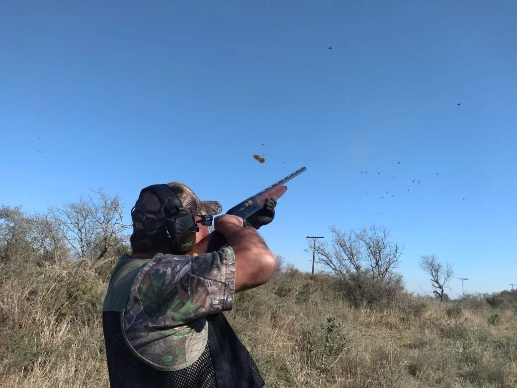 Bandada de palomas en cielo abierto