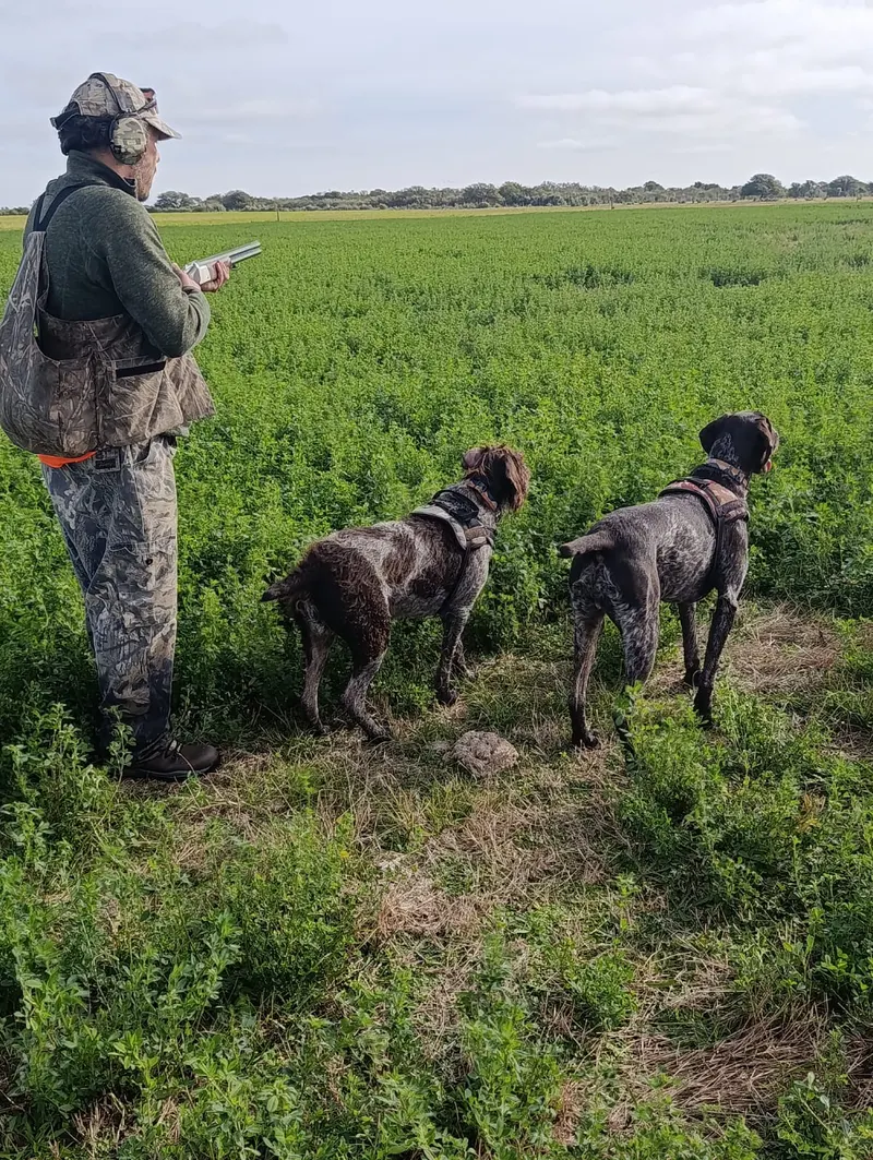 Perros de muestra